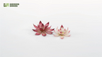 GamersGrass | Laser Plants – Lotus Flower