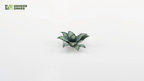 GamersGrass | Laser Plants – Blue Agave