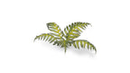 GamersGrass | Laser Plants – Bracken
