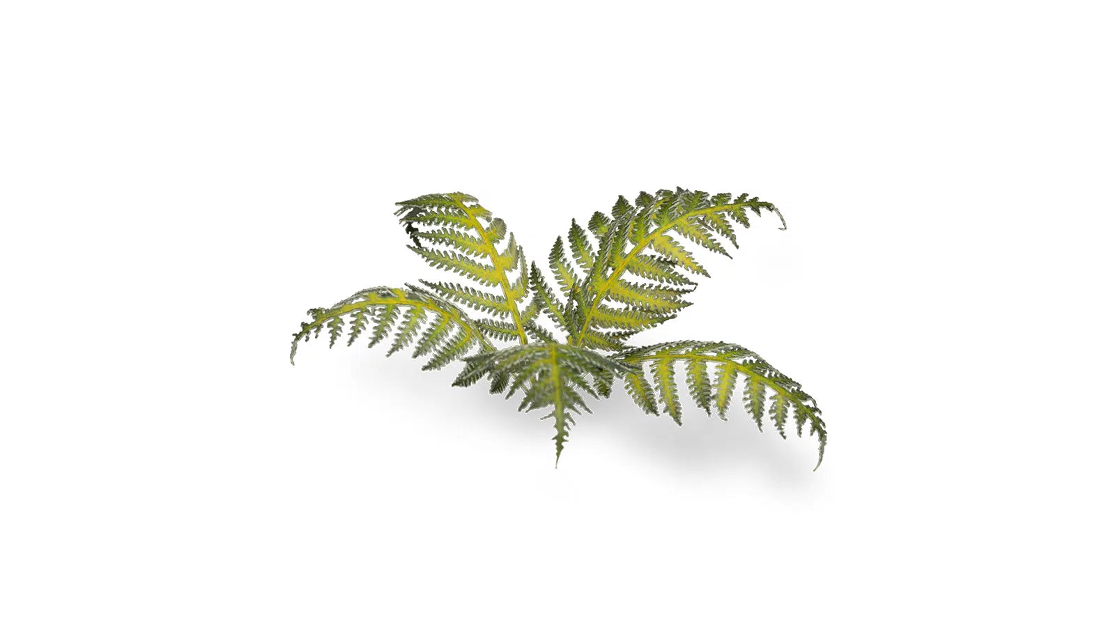 GamersGrass | Laser Plants – Bracken