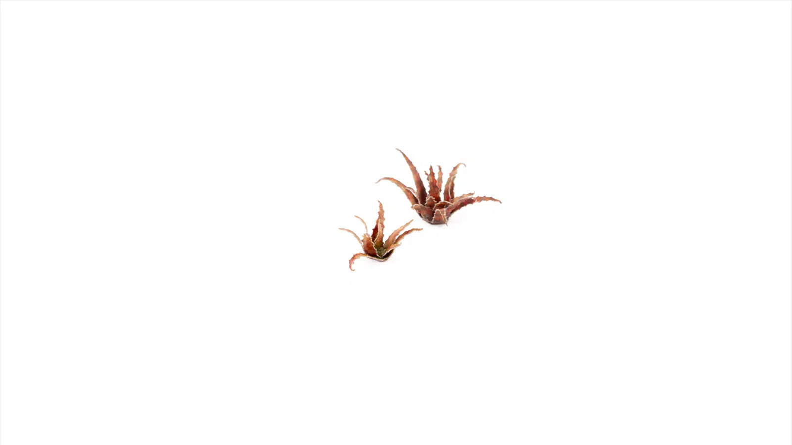 GamersGrass | Laser Plants – Red Aloe
